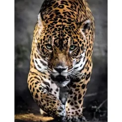 Clementoni Puzzles Adultes|Puzzle 1000 Pieces Jaguar