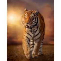 Clementoni Puzzle 1500 À 3000 Pièces|Puzzles 1500 Pieces - Tigre